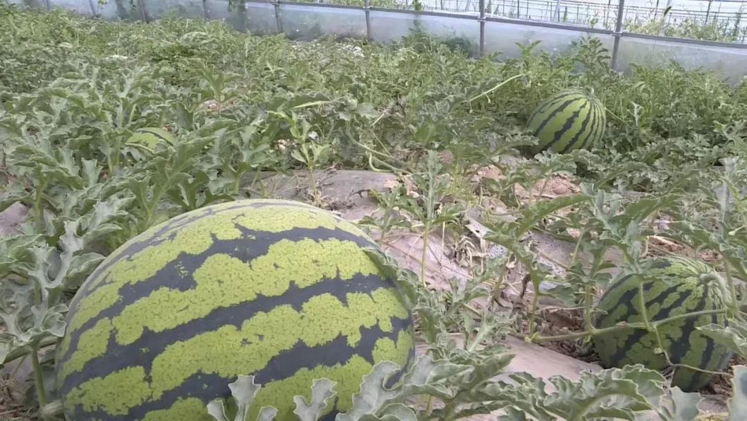 會寧縣：西瓜棚里種出“甜日子”